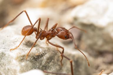 Atta cephalotes photo 167