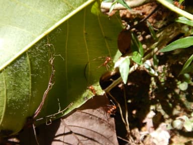 Atta cephalotes photo 169