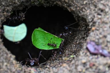 Atta cephalotes photo 173