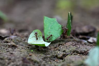 Atta cephalotes photo 174