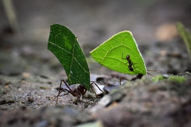 Atta cephalotes photo 175