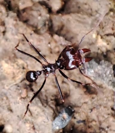 Atta cephalotes photo 176
