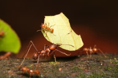 Atta cephalotes photo 181