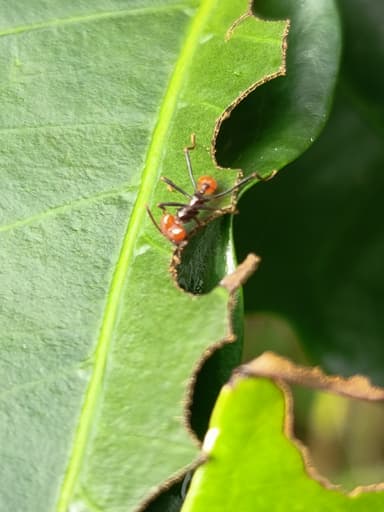 Atta cephalotes photo 183