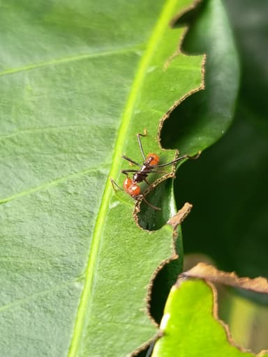 Atta cephalotes photo 184