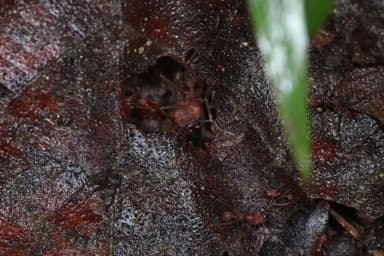 Atta cephalotes photo 185