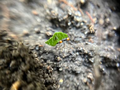 Atta cephalotes photo 187