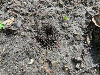 Atta cephalotes photo 190