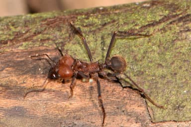 Atta cephalotes photo 191