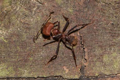 Atta cephalotes photo 192