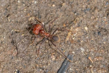 Atta cephalotes photo 194