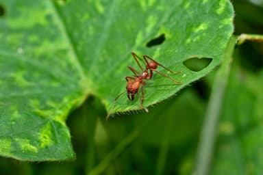 Atta cephalotes photo 195