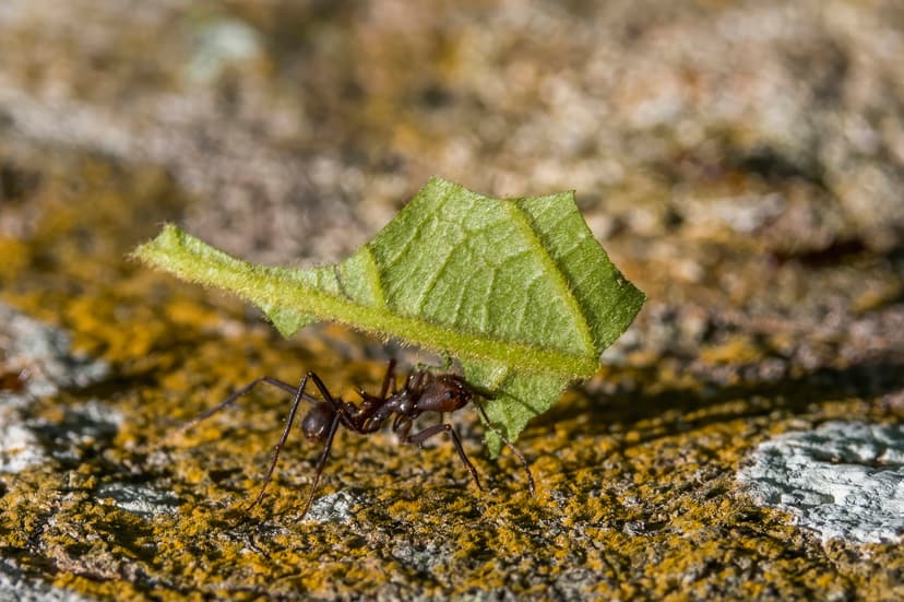 Atta cephalotes photo 1