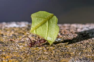 Atta cephalotes photo 3