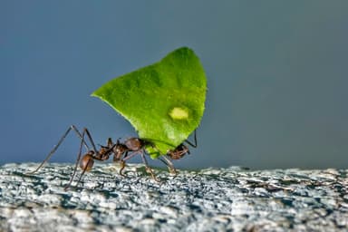 Atta cephalotes photo 6