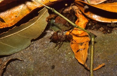 Atta cephalotes — worker photo 7