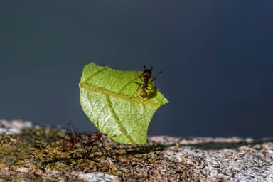 Atta cephalotes photo 8