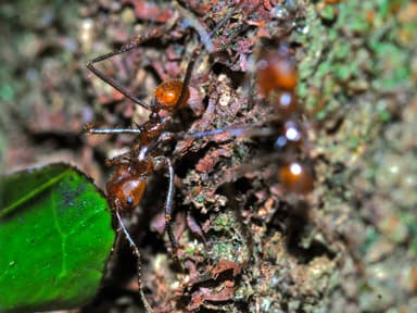 Atta cephalotes photo 9