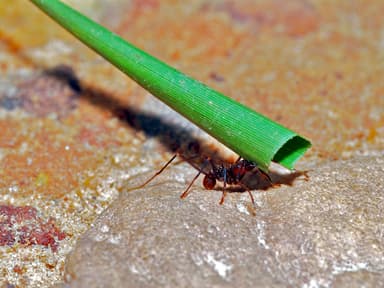 Atta cephalotes photo 10