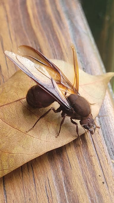 Atta cephalotes photo 11