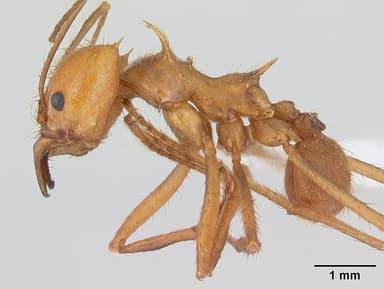 Atta cephalotes — queen photo 14