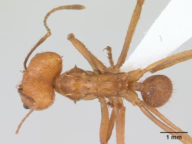 Atta cephalotes — queen photo 15