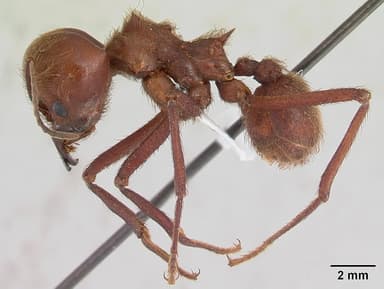 Atta cephalotes — queen photo 16