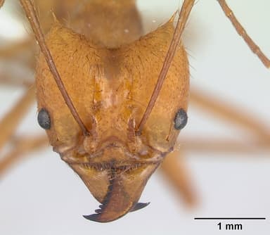 Atta cephalotes — queen photo 17