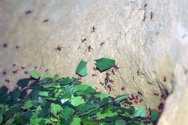 Atta cephalotes photo 18