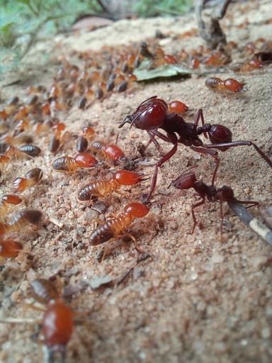 Atta laevigata photo 1