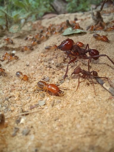 Atta laevigata photo 2