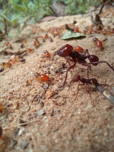 Atta laevigata photo 3