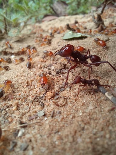 Atta laevigata photo 5