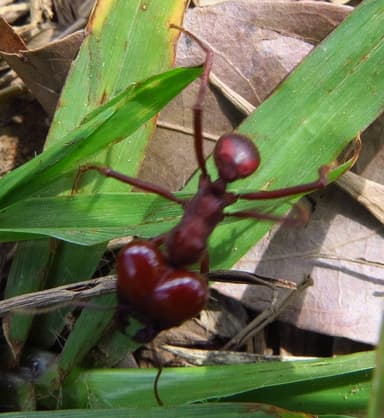 Atta laevigata photo 27