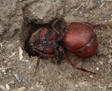 Atta laevigata photo 32