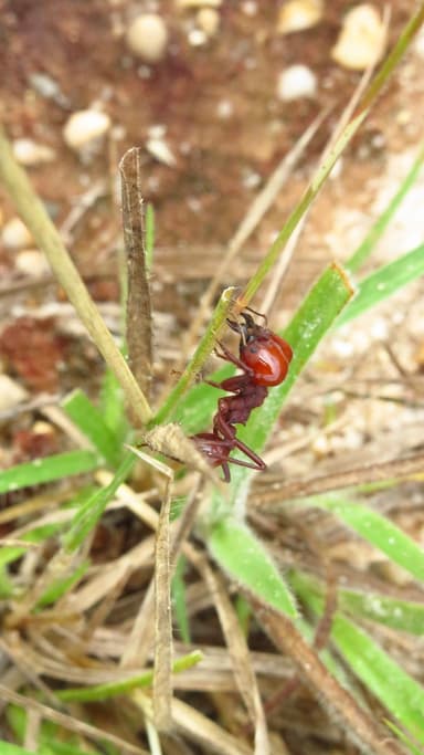 Atta laevigata photo 33