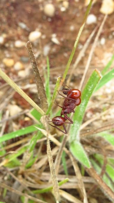 Atta laevigata photo 35
