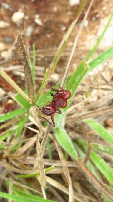 Atta laevigata photo 36