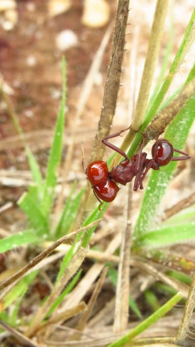 Atta laevigata photo 38