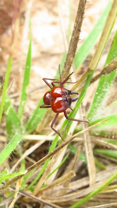 Atta laevigata photo 42