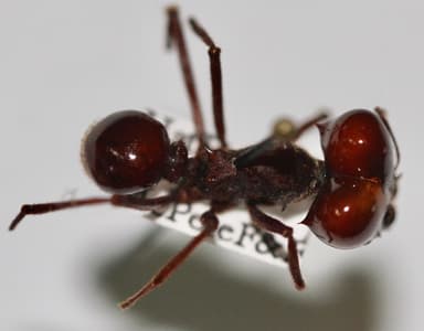 Atta laevigata photo 45