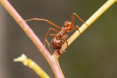 Atta mexicana photo 33