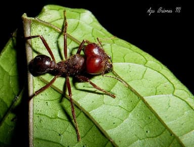 Atta mexicana photo 36