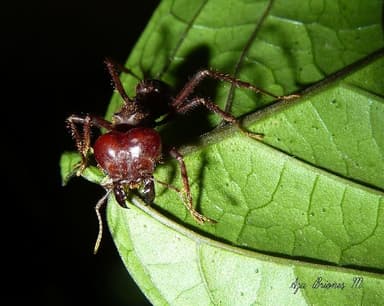 Atta mexicana photo 37