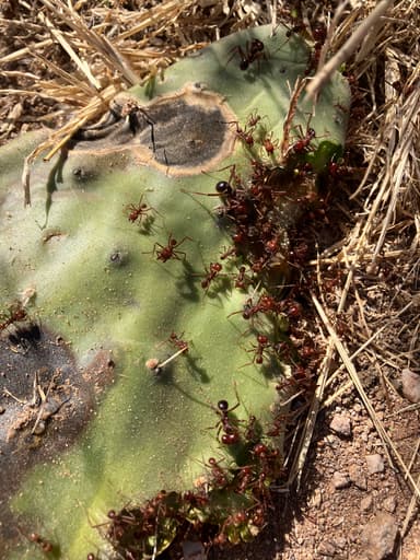 Atta mexicana photo 49