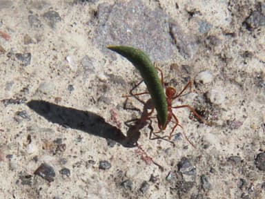 Atta mexicana photo 50