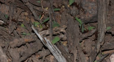 Atta mexicana photo 57