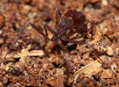 Atta mexicana photo 67