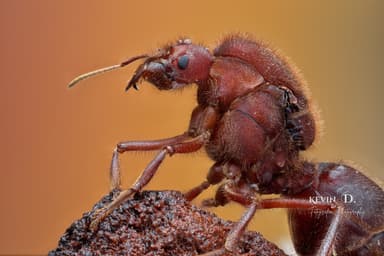 Atta mexicana photo 163