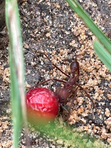 Atta texana photo 24